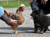 7,5 Wochen alt  Besuch auf dem Bauernhof